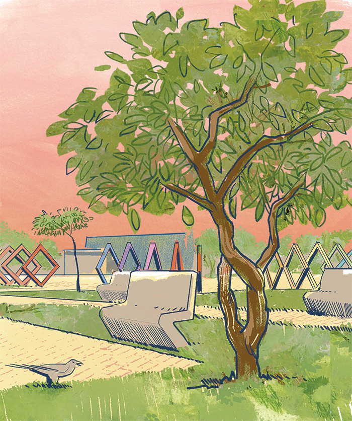 Miolo_Rondonopolis_LY-4